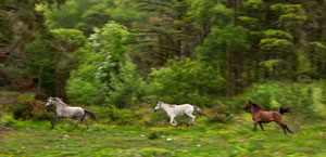Connemara Ponies Running